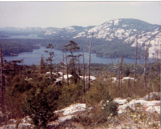 Treetop view of Killarney