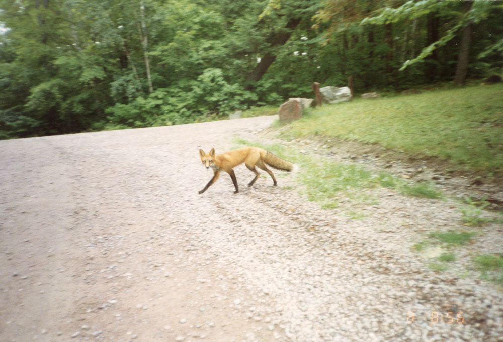 A fox crosses the dirt road.